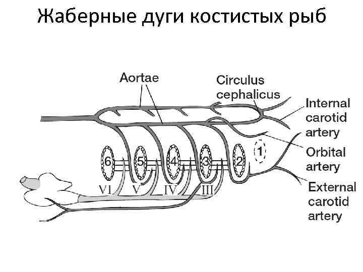 Жаберные дуги костистых рыб 