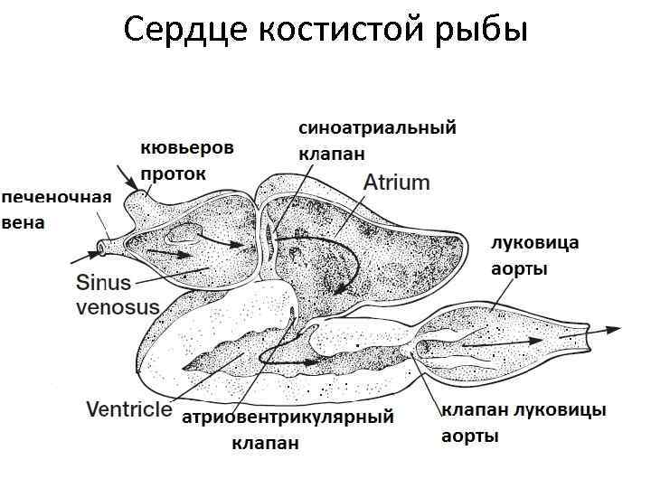 Сердце рыб картинка