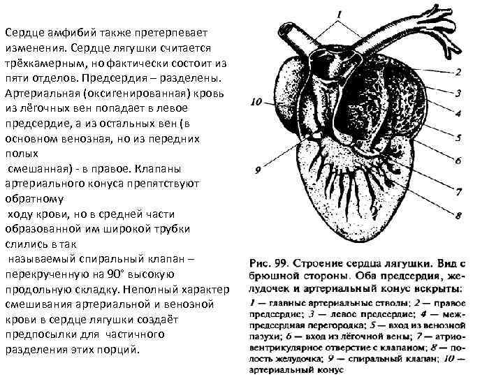 Строение сердца лягушки рисунок