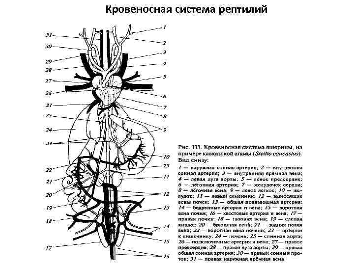 Схема кровеносной системы ящерицы