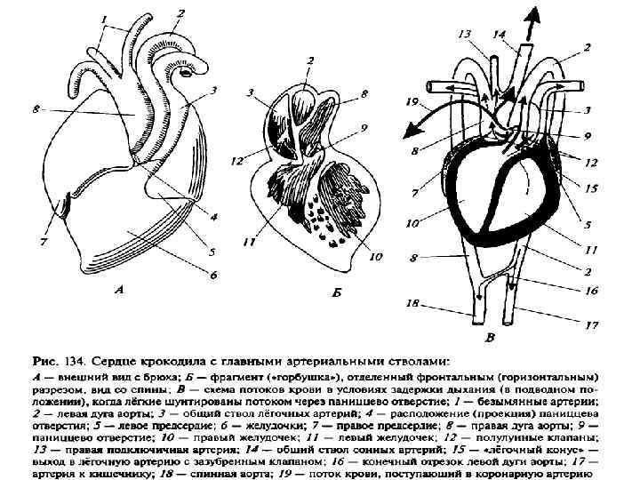 Кровеносная система ящерицы рисунок с подписями