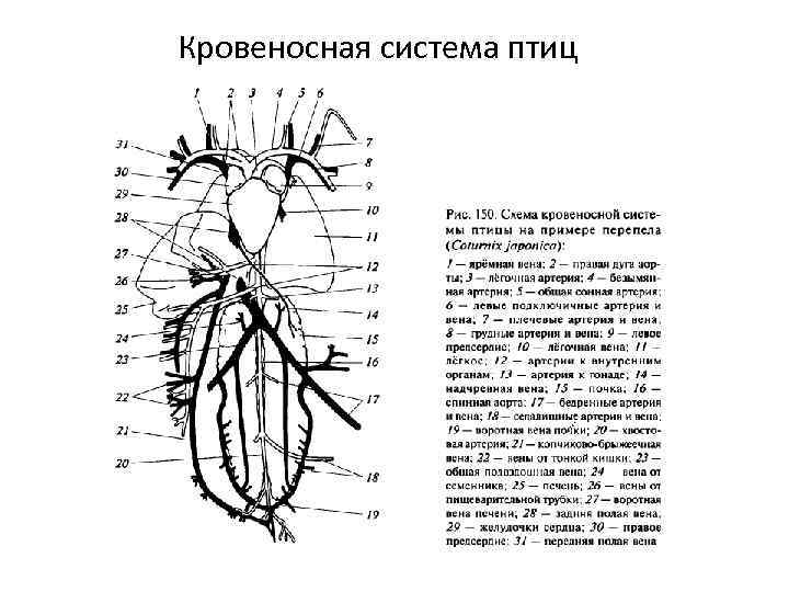 Кровообращение птиц схема