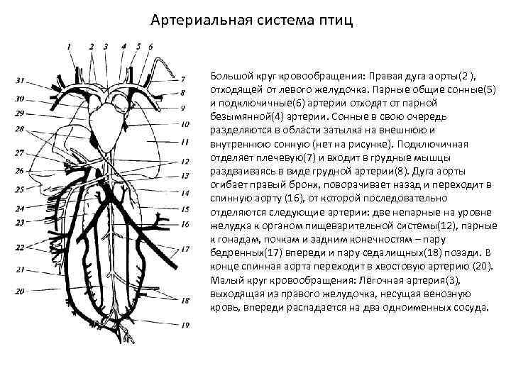 Кровеносная система птиц схема с подписями