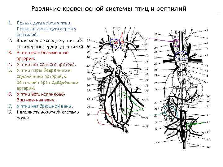 Схема венозной системы птицы