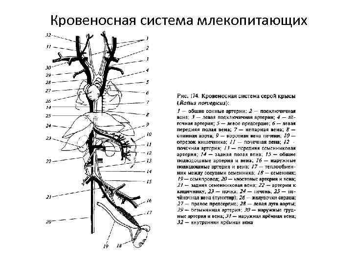 Схема кровеносной системы крысы