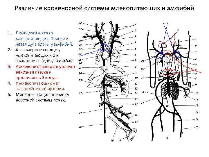 Схема кровеносной системы крысы