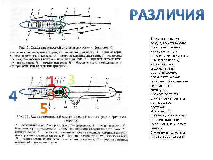 Схема кровеносной системы речной миноги