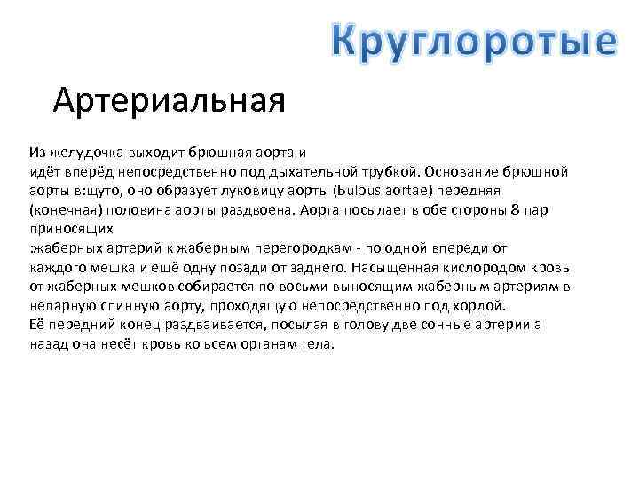 Артериальная Из желудочка выходит брюшная аорта и идёт вперёд непосредственно под дыхательной трубкой. Основание