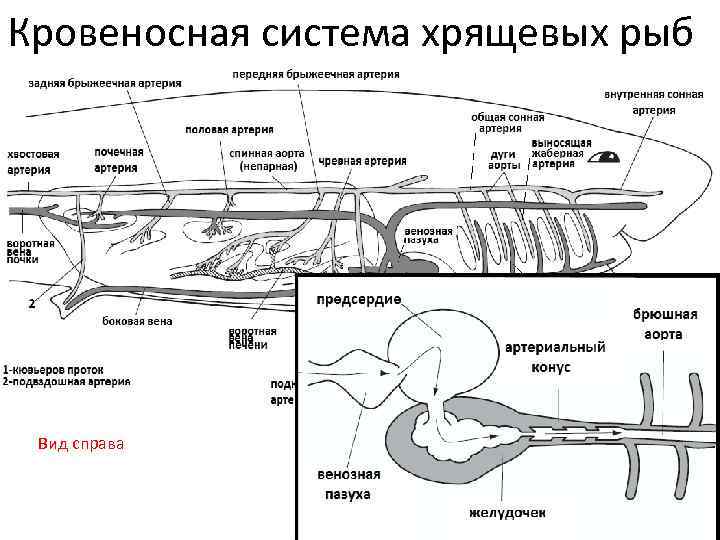 Кровеносная система рыб схема