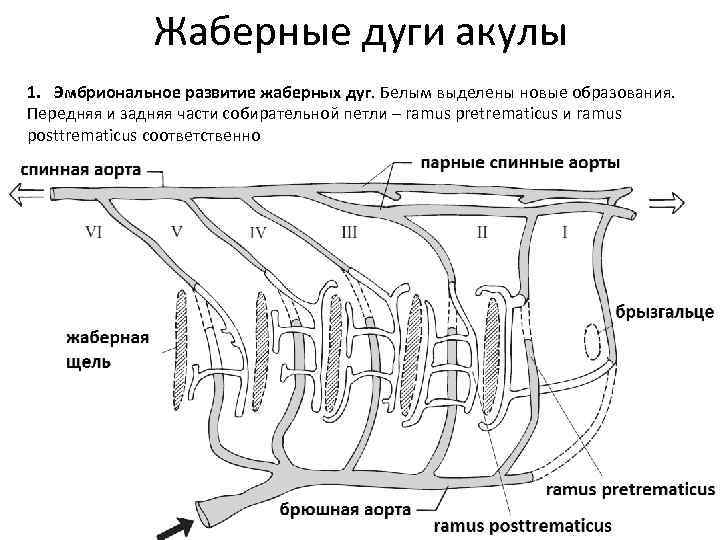 Жаберные дуги акулы 1. Эмбриональное развитие жаберных дуг. Белым выделены новые образования. Передняя и