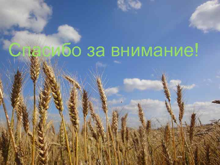 Спасибо за внимание! 