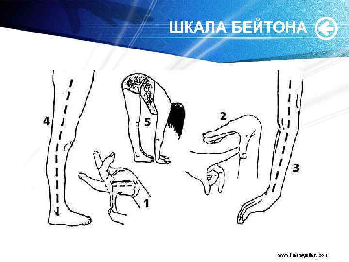 ШКАЛА БЕЙТОНА www. themegallery. com 