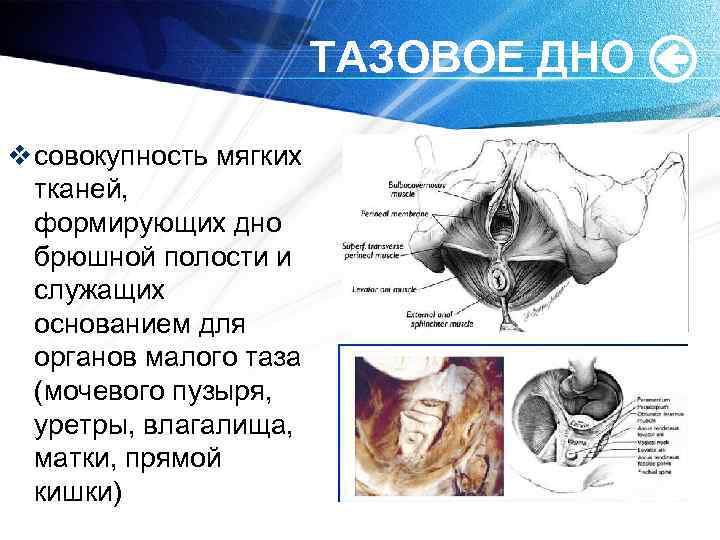 Ректоцеле по утвержденным клиническим рекомендациям. Анатомия тазового дна Акушерство. Мягкие ткани малого таза.