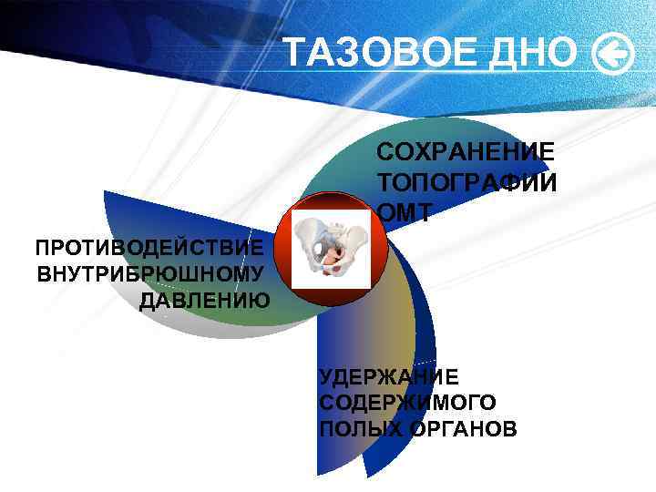 ТАЗОВОЕ ДНО СОХРАНЕНИЕ ТОПОГРАФИИ ОМТ ПРОТИВОДЕЙСТВИЕ ВНУТРИБРЮШНОМУ ДАВЛЕНИЮ Title УДЕРЖАНИЕ СОДЕРЖИМОГО ПОЛЫХ ОРГАНОВ 
