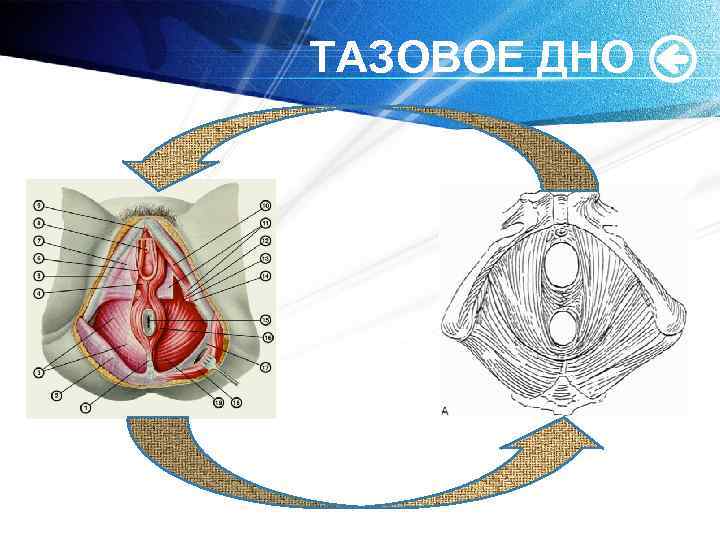 ТАЗОВОЕ ДНО 