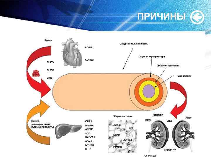 ПРИЧИНЫ www. themegallery. com 