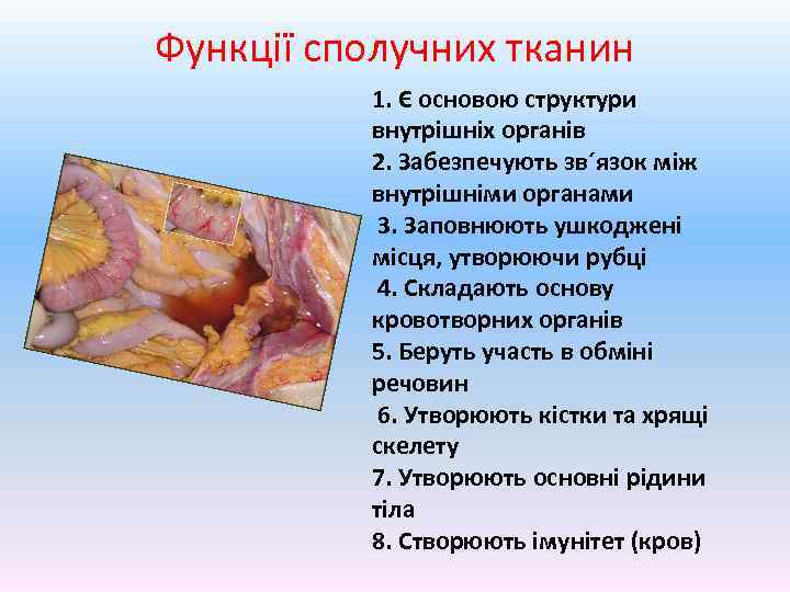 Функції сполучних тканин 1. Є основою структури внутрішніх органів 2. Забезпечують зв´язок між внутрішніми