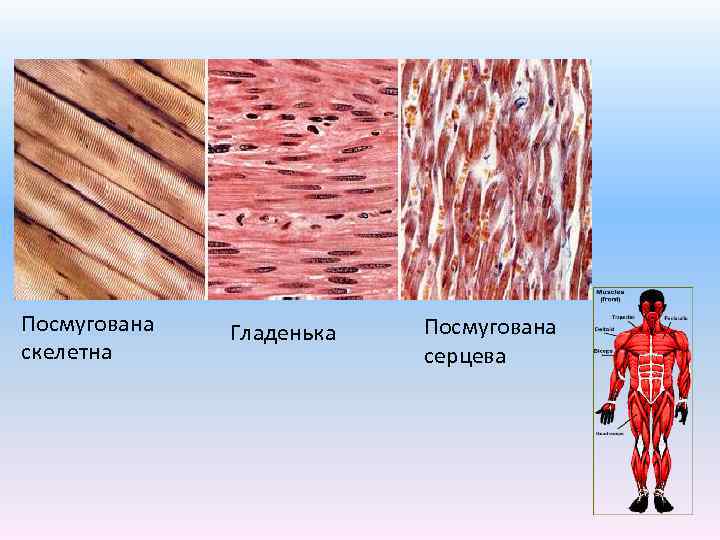 Посмугована скелетна Гладенька Посмугована серцева 