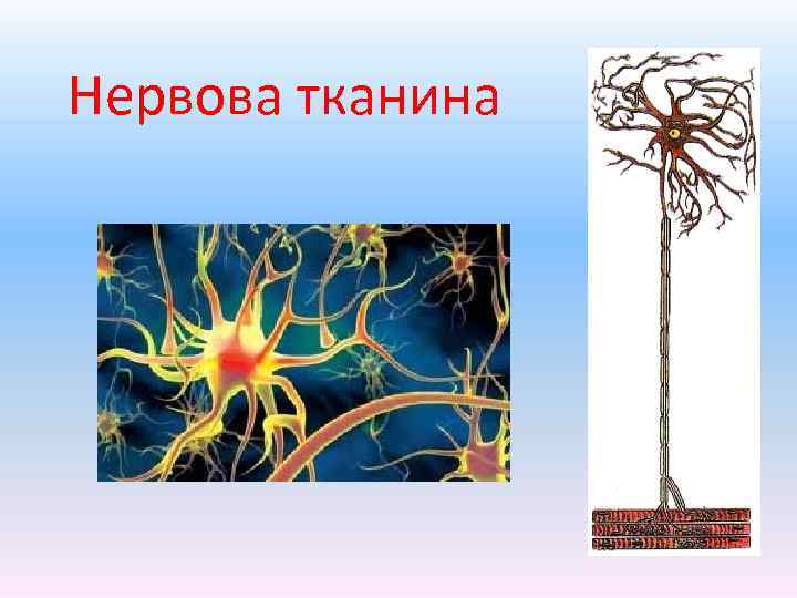 Нервова тканина 