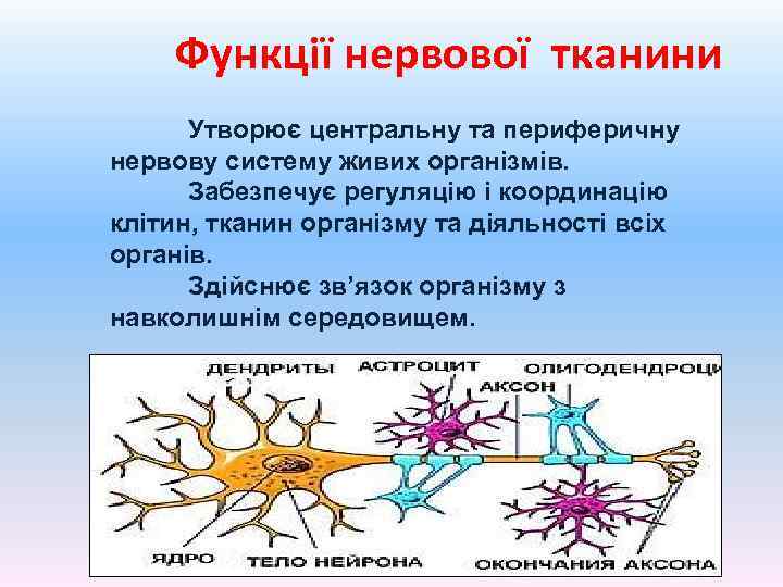  Функції нервової тканини Утворює центральну та периферичну нервову систему живих організмів. Забезпечує регуляцію