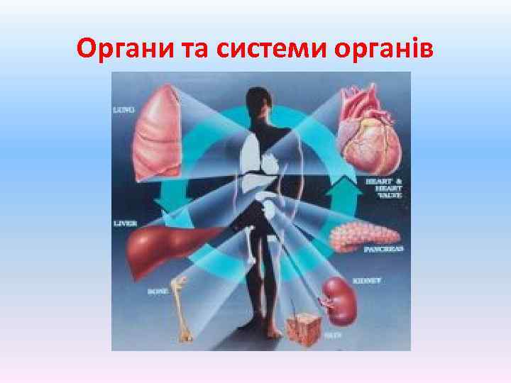 Органи та системи органів 