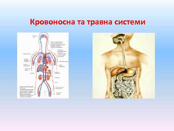  Кровоносна та травна системи 