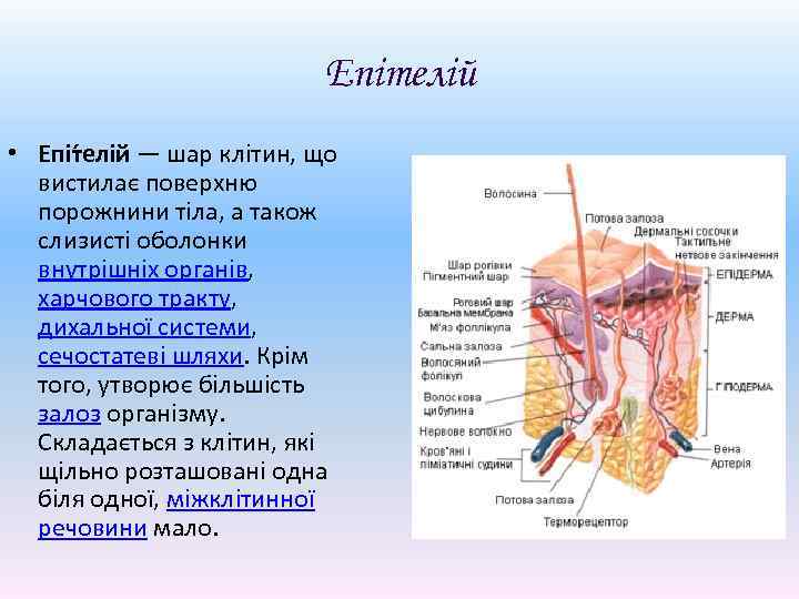 Епітелій • Епіт елій — шар клітин, що вистилає поверхню порожнини тіла, а також