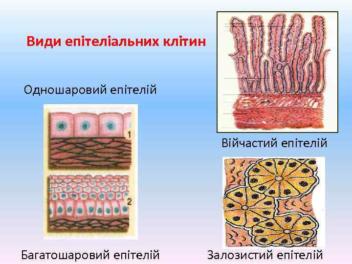 Види епітеліальних клітин Одношаровий епітелій Війчастий епітелій Багатошаровий епітелій Залозистий епітелій 