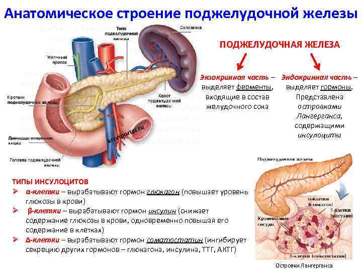 Экзокринные железы поджелудочной железы