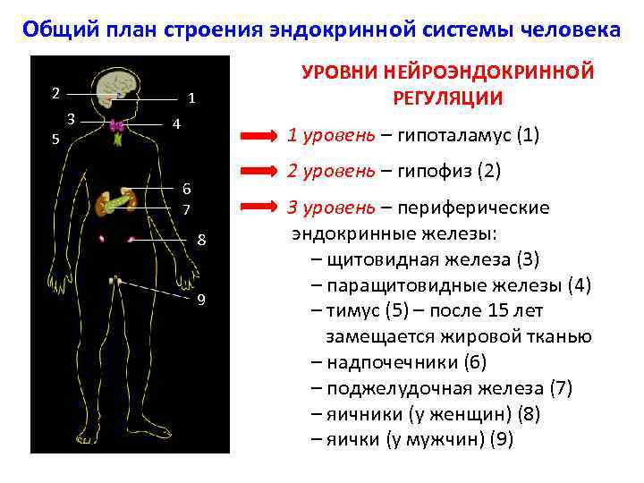 Общий план эндокринной системы строения