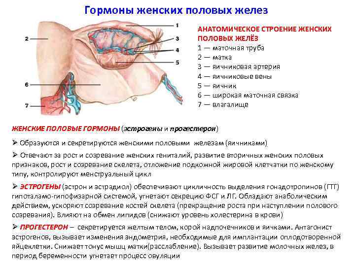 Строение женских гениталий фото