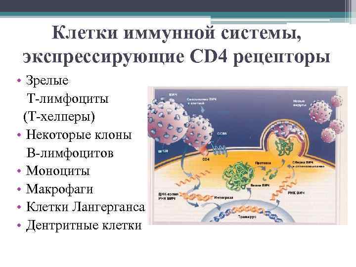 Клетки иммунной системы, экспрессирующие CD 4 рецепторы • Зрелые Т-лимфоциты (Т-хелперы) • Некоторые клоны