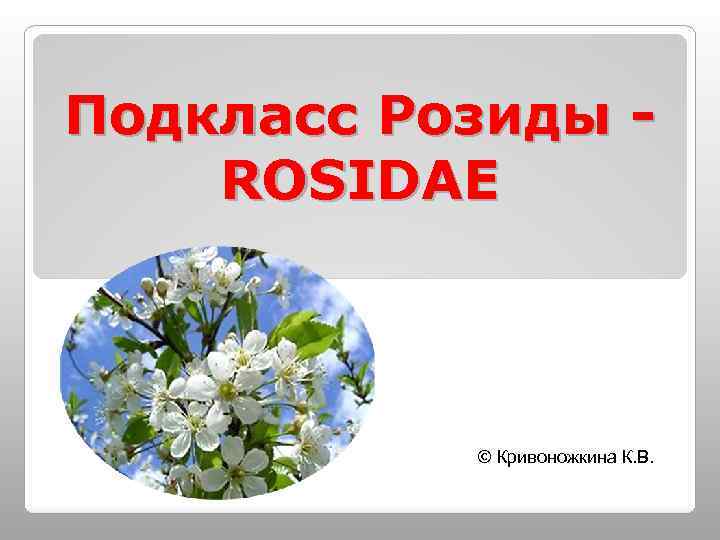 Подкласс Розиды ROSIDAE © Кривоножкина К. В. 