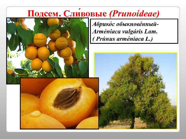 Подсем. Сли вовые (Prunoídeae) 