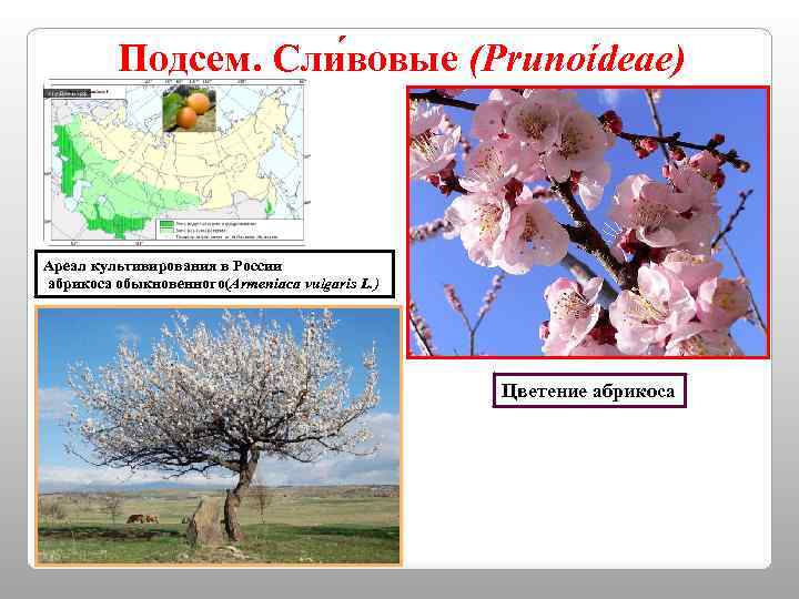 Подсем. Сли вовые (Prunoídeae) Ареал культивирования в России абрикоса обыкновенного(Armeniaca vulgaris L. ) Цветение