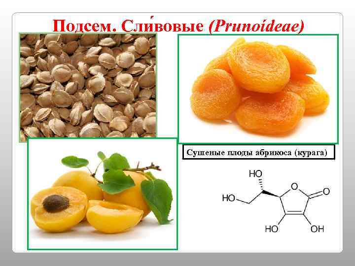 Подсем. Сли вовые (Prunoídeae) Cушеные плоды абрикоса (курага) 