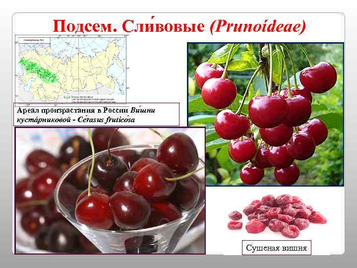 Подсем. Сли вовые (Prunoídeae) Ареал произрастания в России Ви шни кустáрниковой - Се rasus