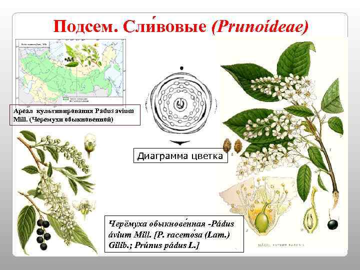 Корневая система черемухи схема