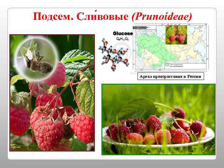 Подсем. Сли вовые (Prunoídeae) Ареал произрастания в России 