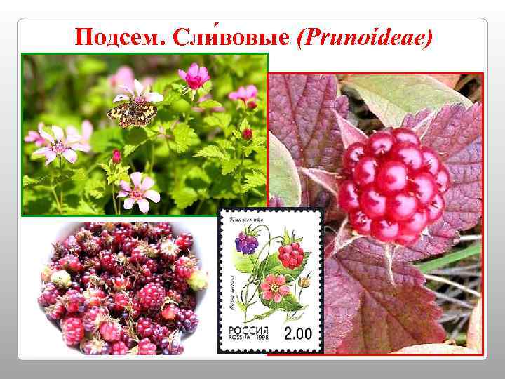 Подсем. Сли вовые (Prunoídeae) 