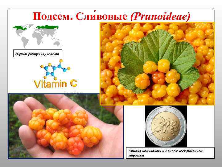 Подсем. Сли вовые (Prunoídeae) Ареал распространения Монета номиналом в 2 евро с изображением морошки