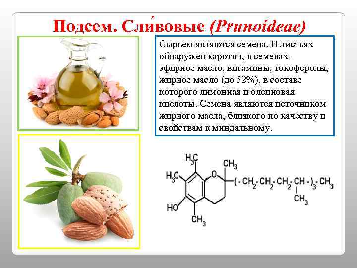 Подсем. Сли вовые (Prunoídeae) Сырьем являются семена. В листьях обнаружен каротин, в семенах -