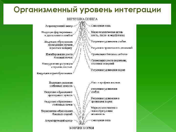 Организменный уровень интеграции 