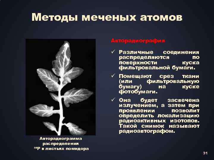 Растение изотоп. Метод меченых атомов в биологии. Метод меченых атомов фотосинтез. Метод меченых атомов в растении. Метод меченнныз атомов.