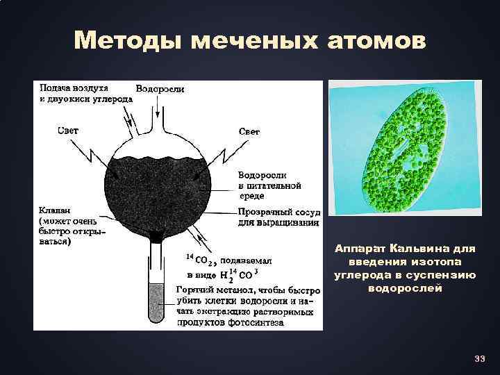 Методы меченых атомов Аппарат Кальвина для введения изотопа углерода в суспензию водорослей 33 