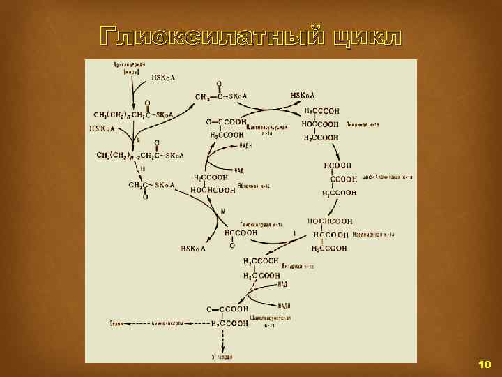 Глиоксилатный цикл 10 