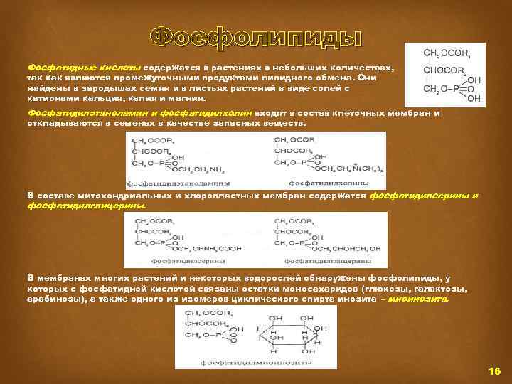 Фосфолипиды Фосфатидные кислоты содержатся в растениях в небольших количествах, так как являются промежуточными продуктами