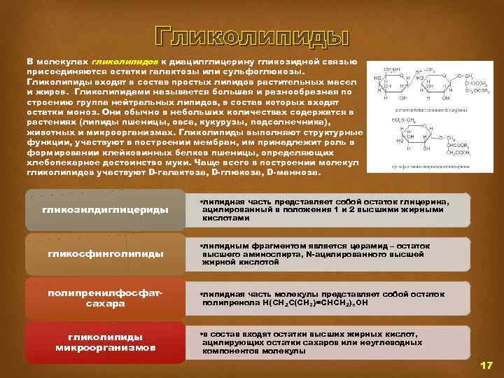 Гликолипиды В молекулах гликолипидов к диацилглицерину гликозидной связью присоединяются остатки галактозы или сульфоглюкозы. Гликолипиды