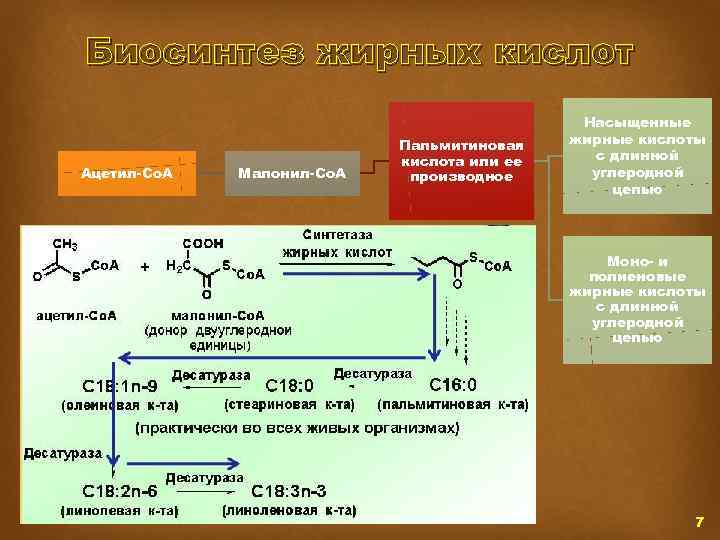 Биосинтез жирных кислот Ацетил-Со. А Малонил-Со. А Пальмитиновая кислота или ее производное Насыщенные жирные