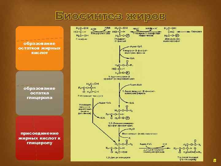 Биосинтез жиров образование остатков жирных кислот образование остатка глицерола присоединение жирных кислот к глицеролу